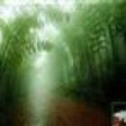 竹林听雨