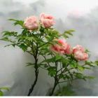 夏天、淡然