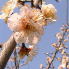 小新