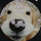 鱼非子