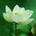 新精诚
