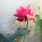 丁香花