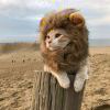 栖风隐松