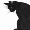 一只猫