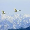 雪山飞鸿