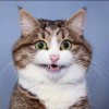 瞎猫