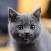 西斯猫