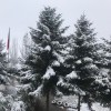 然